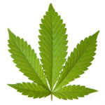 Indica leaf